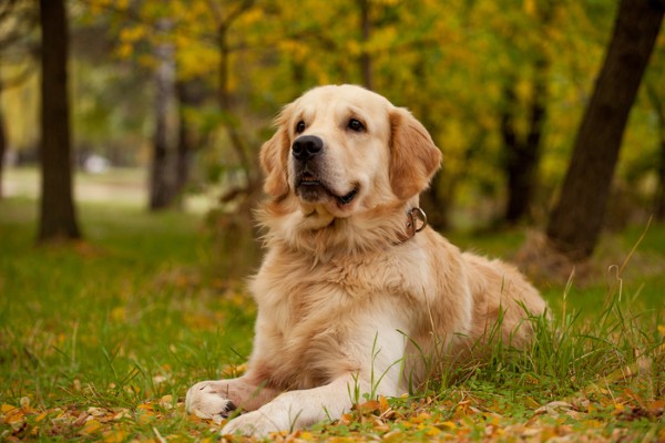 Nguồn gốc của chó Golden Retriever