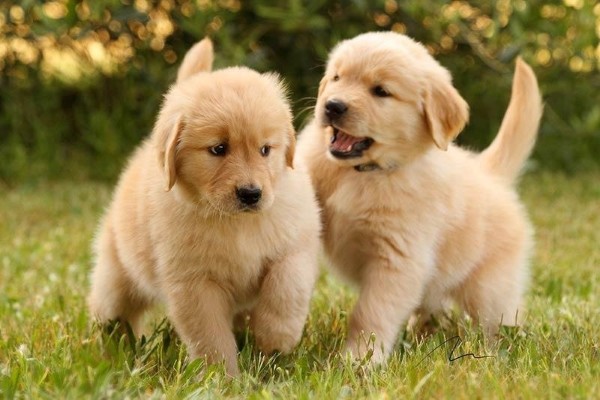 Tính cách và khí chất của giống chó Golden Retriever