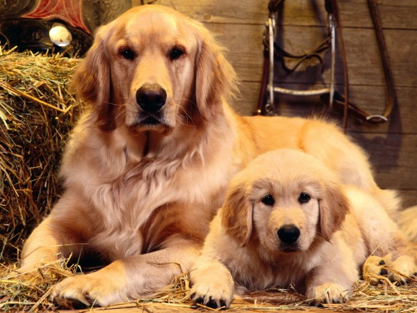 Đặc điểm để nhận biết một chú chó Golden Retriever thuần chủng