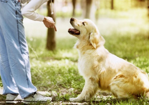 Cách chăm sóc chó Golden Retriever thuần chủng