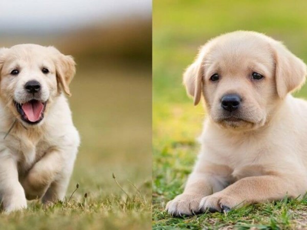 Các giống chó Golden Retriever lai phổ biến