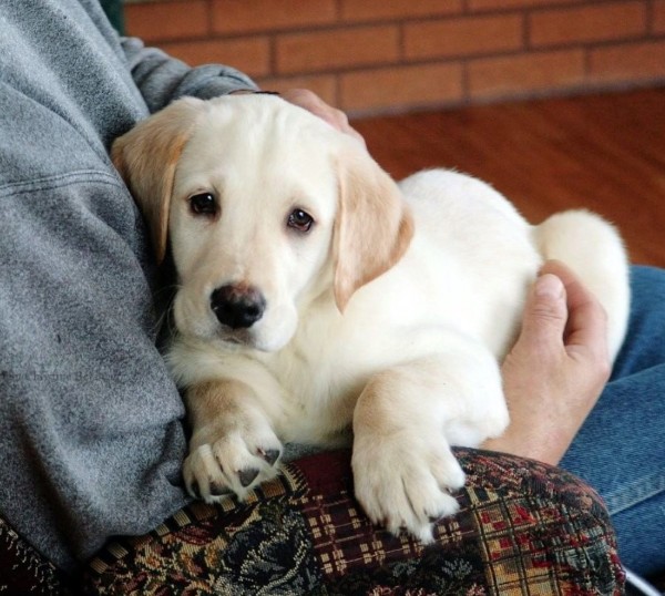 Cách chăm sóc dành cho chó Golden Retriever lai