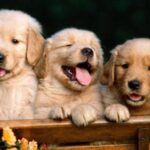 Các yếu tố ảnh hưởng đến giá của chó Golden Retriever hiện nay