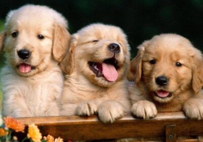 Các yếu tố ảnh hưởng đến giá của chó Golden Retriever hiện nay