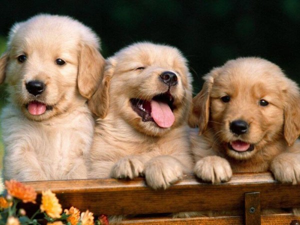 Các yếu tố ảnh hưởng đến giá của chó Golden Retriever hiện nay