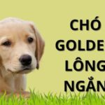 cho Golden long ngan 0