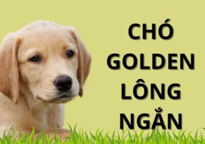 cho Golden long ngan 0