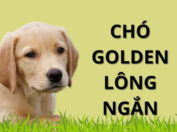 cho Golden long ngan 0