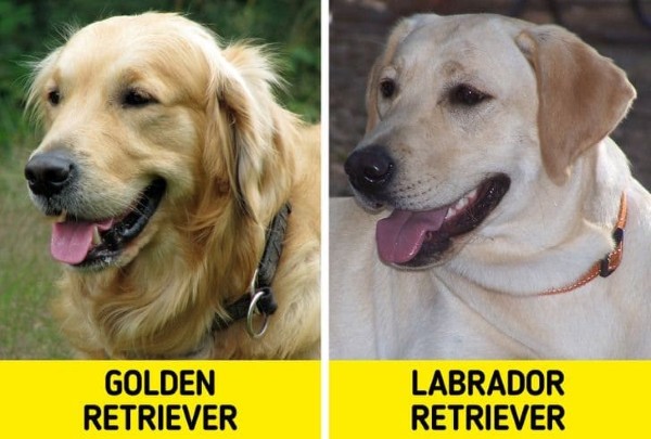Ngoại hình chó Golden và chó Labrador