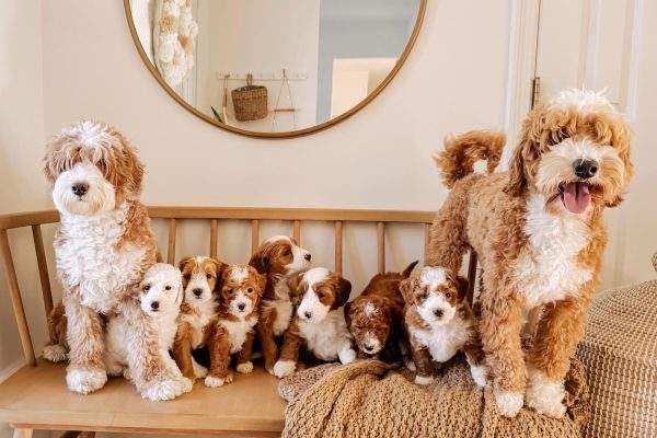 Chó Lai Goldendoodle: Sự duyên dáng và thông minh vượt trội