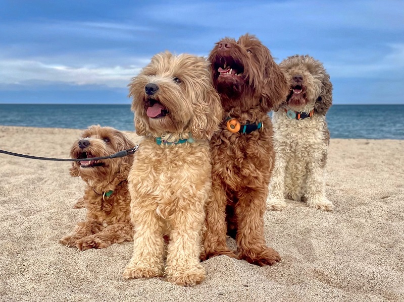 Chó Lai Labradoodle: Sự năng động và thân thiện tuyệt đối