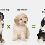 Bernedoodle: Ngoại hình cuốn hút và tính cách hiền lành