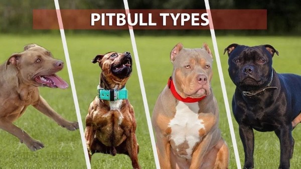 Sự đa dạng trong dòng dõi của chó Pitbull