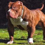 Những đặc điểm của chó Pitbull