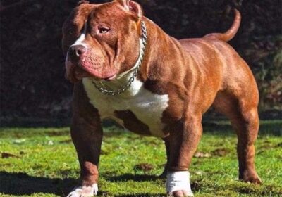 Những đặc điểm của chó Pitbull