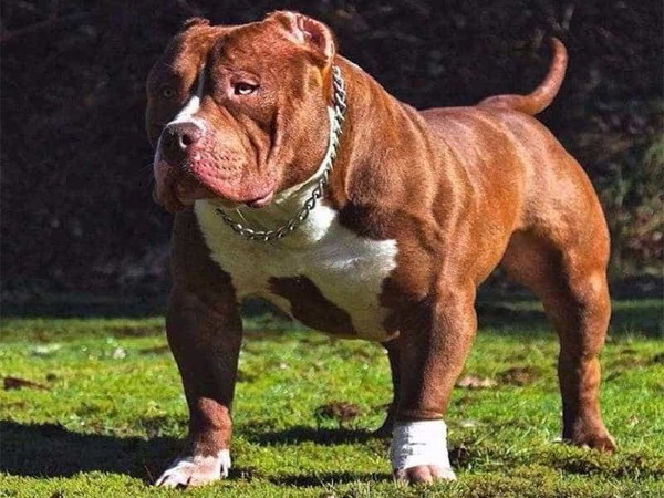 Những đặc điểm của chó Pitbull