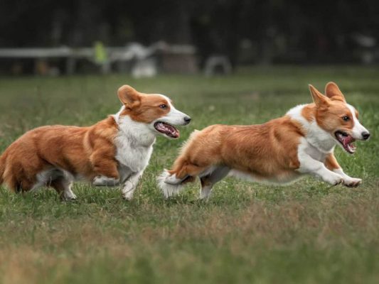 Phương pháp phối giống chó Line-breeding