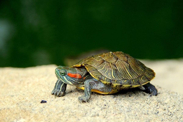 Rùa Tai Đỏ (Trachemys scripta elegans)