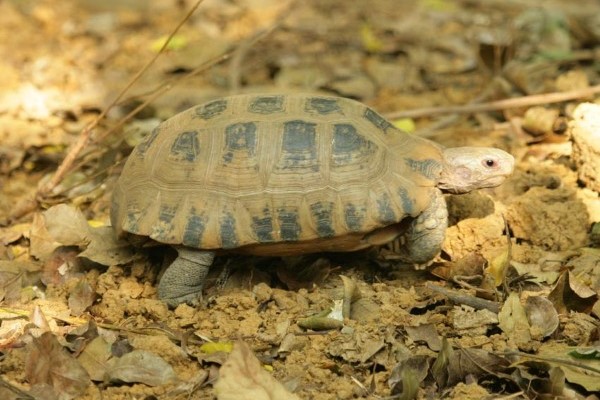 Rùa Núi Vàng (Indotestudo elongata)