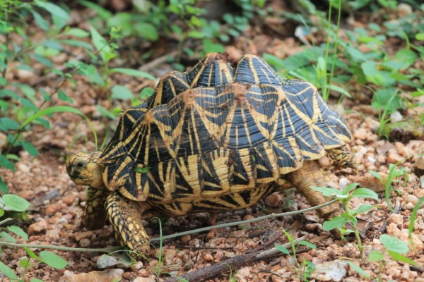 Rùa sao (Geochelone elegans)