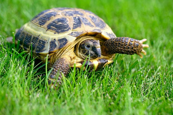 Rùa Nga (Testudo horsfieldii)