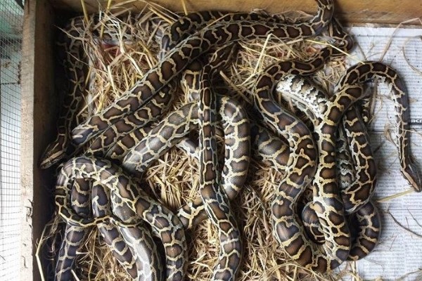 Cách Nuôi Trăn Cảnh: Hướng Dẫn Chăm Sóc và Môi Trường Sống Phù Hợp
