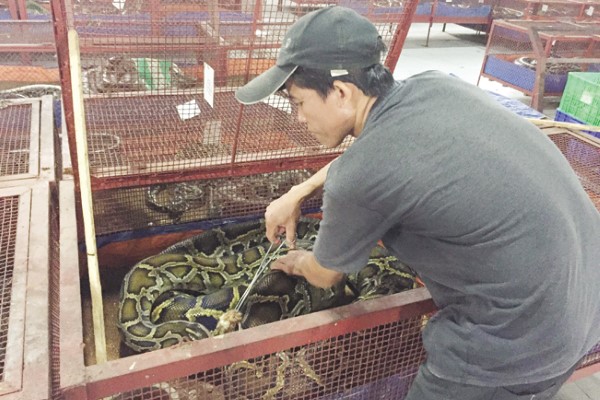 Một trong những yếu tố quan trọng trong cách nuôi trăn cảnh là thiết kế chuồng trại