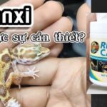 Canxi cho Leopard Gecko - Hướng dẫn chi tiết về sức khỏe và dinh dưỡng