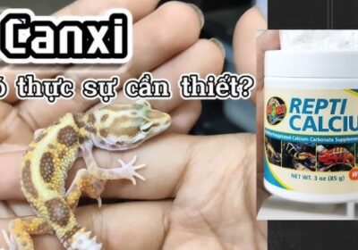 Canxi cho Leopard Gecko - Hướng dẫn chi tiết về sức khỏe và dinh dưỡng