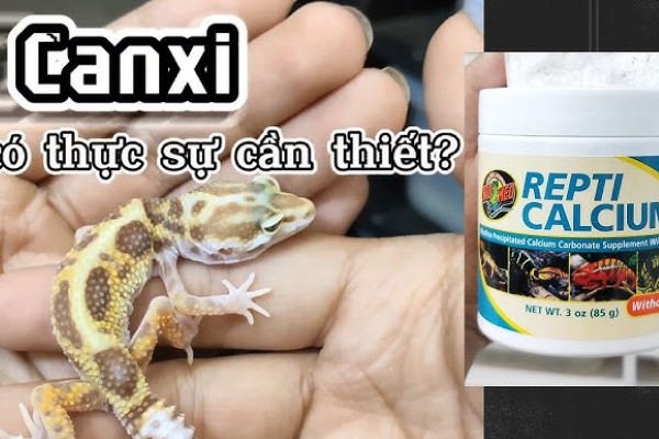 Canxi cho Leopard Gecko - Hướng dẫn chi tiết về sức khỏe và dinh dưỡng