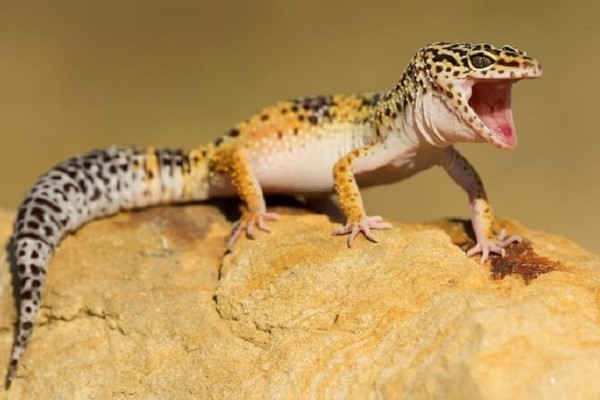 Nhu cầu canxi ở Leopard Gecko qua từng giai đoạn phát triển