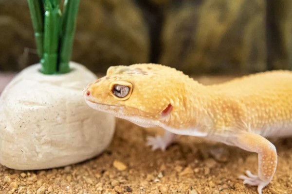 Cách bổ sung canxi cho Leopard Gecko