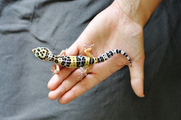 Dấu hiệu nhận biết thiếu canxi ở Leopard Gecko