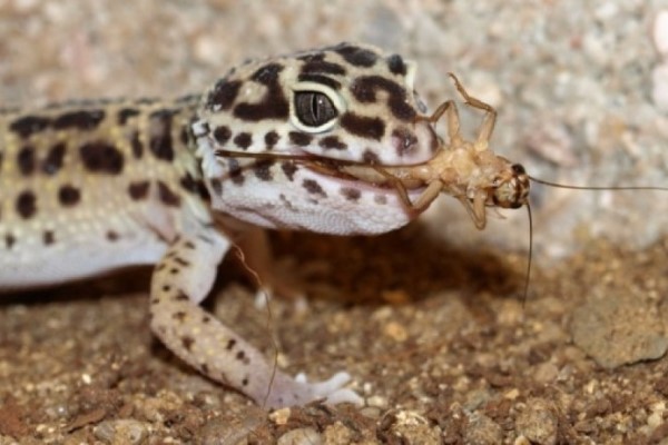 Một số lưu ý quan trọng khi chăm sóc Leopard Gecko