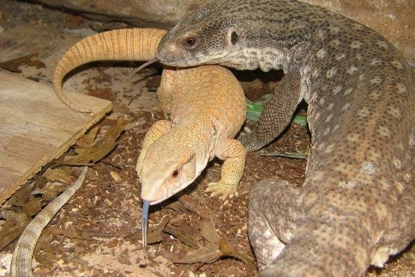 Đặc điểm ngoại hình của kỳ đà bán savannah monitor 