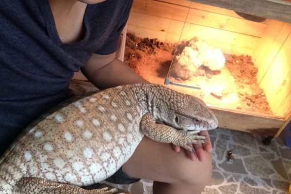 Những lưu ý khi nuôi Bán Savannah Monitor