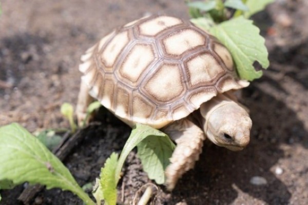 Rùa Sulcata (Centrochelys sulcata)