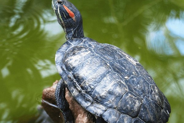 Rùa tai đỏ (Trachemys scripta elegans)