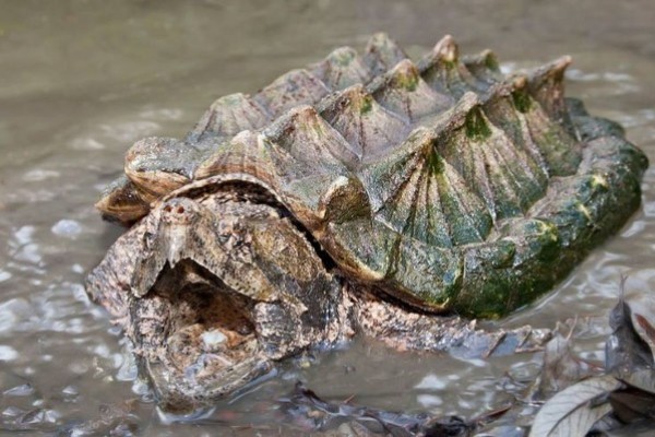 Rùa cá sấu (Macrochelys temminckii)