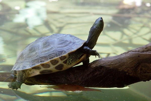 Rùa ba gờ (Mauremys sinensis)