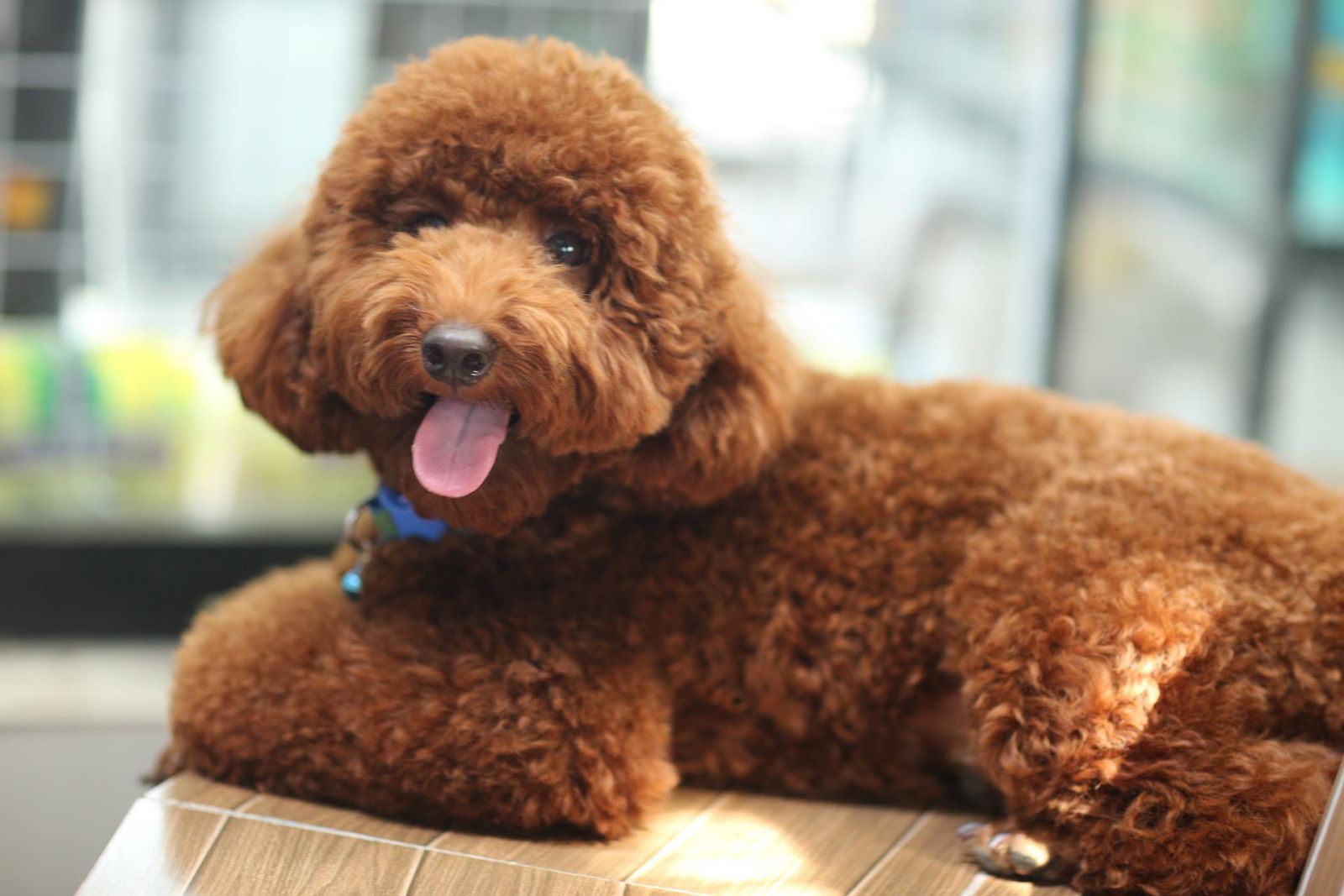 Chu kỳ kinh nguyệt ở chó poodle