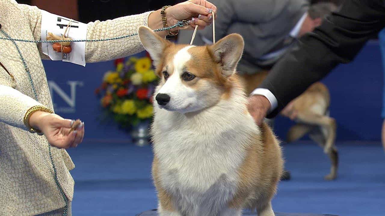 Nuôi corgi có khó không