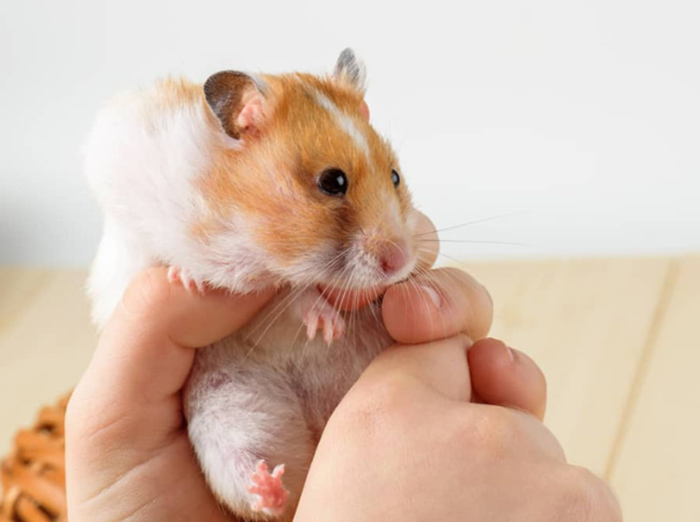 Hamster nằm im mở mắt