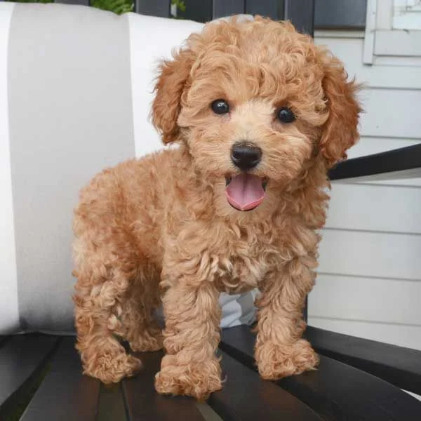 Nhận biết dấu hiệu chu kỳ kinh nguyệt ở chó poodle