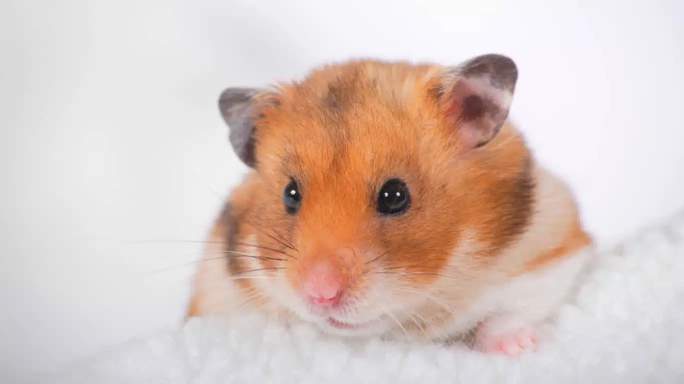 Hamster nằm bất động mở mắt