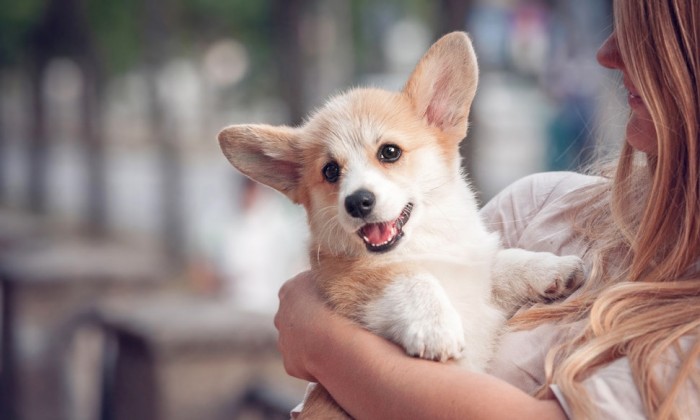 Những lưu ý quan trọng khi nuôi corgi trong căn hộ