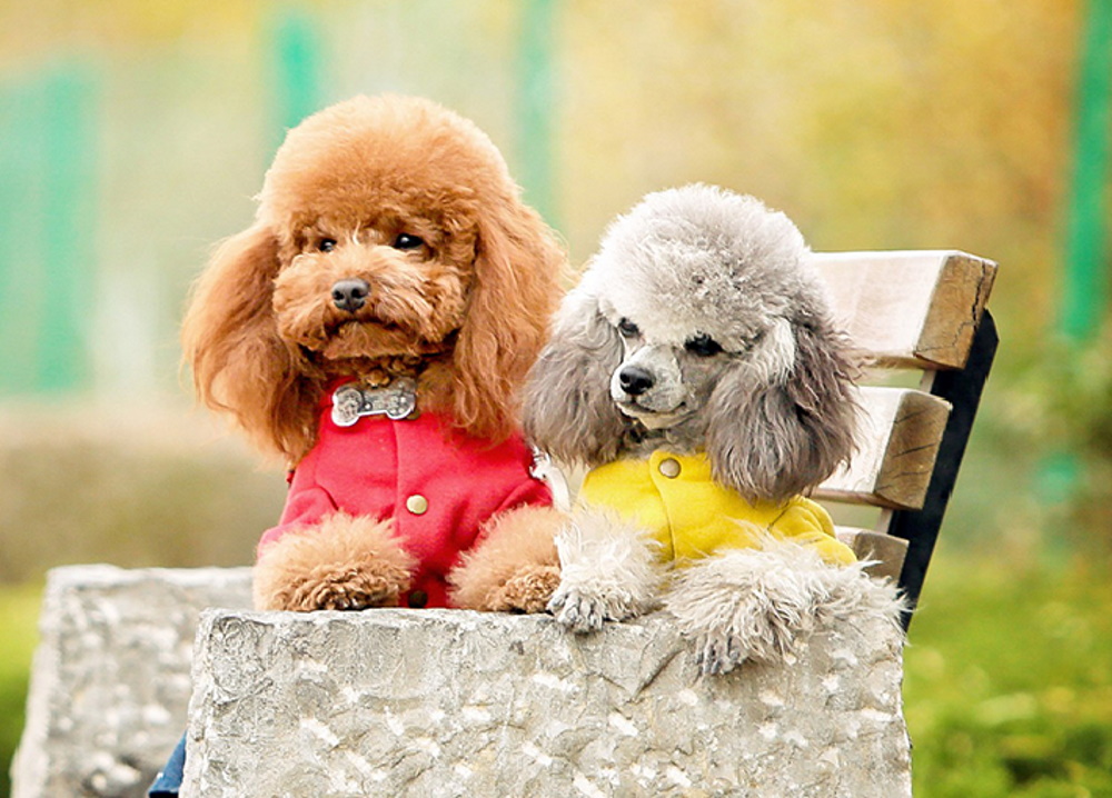 Giải đáp thắc mắc về chu kỳ kinh nguyệt ở chó poodle