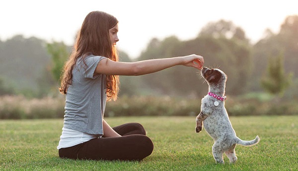 Huấn luyện chó dựa trên hình phạt