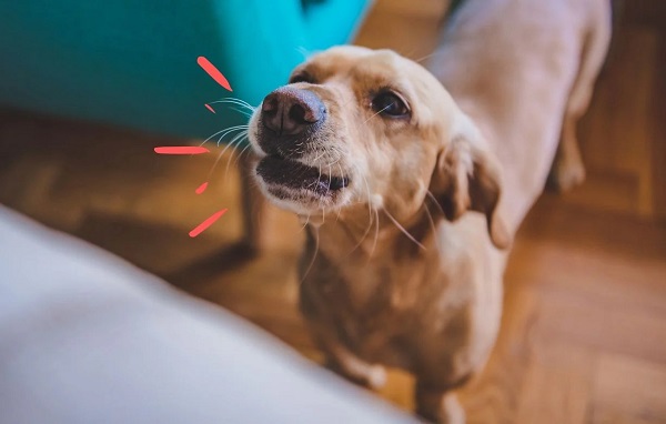 Tập cho chó sủa theo lệnh
