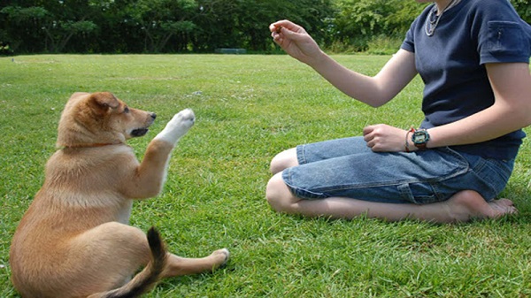Cách huấn luyện chó cảnh tại nhà
